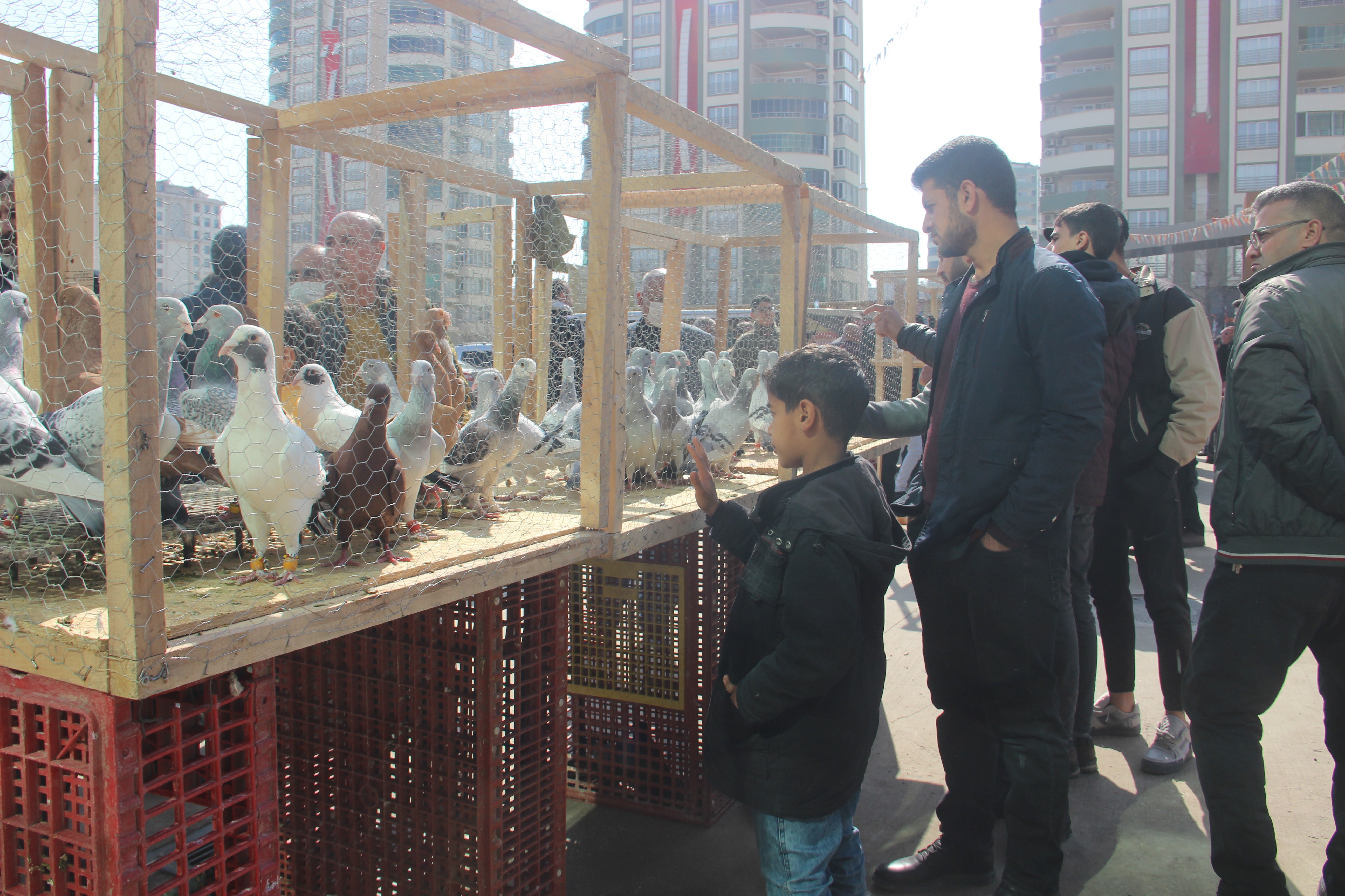Milyon liralık güvercinler dudak uçuklattı