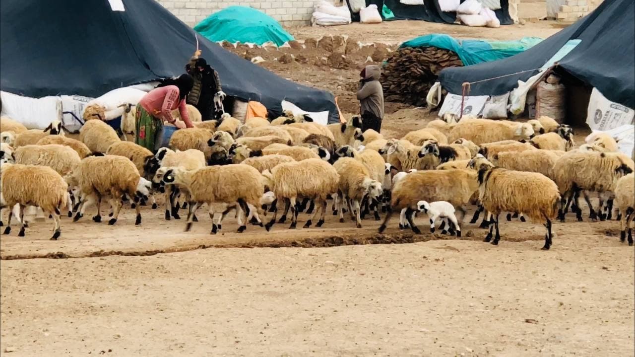 Şanlıurfa'da göçerlerin göç hazırlığı başladı  