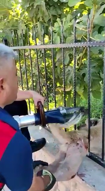 Korkuluklara sıkışan köpek kurtarıldı
