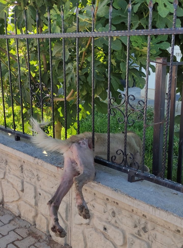 Korkuluklara sıkışan köpek kurtarıldı