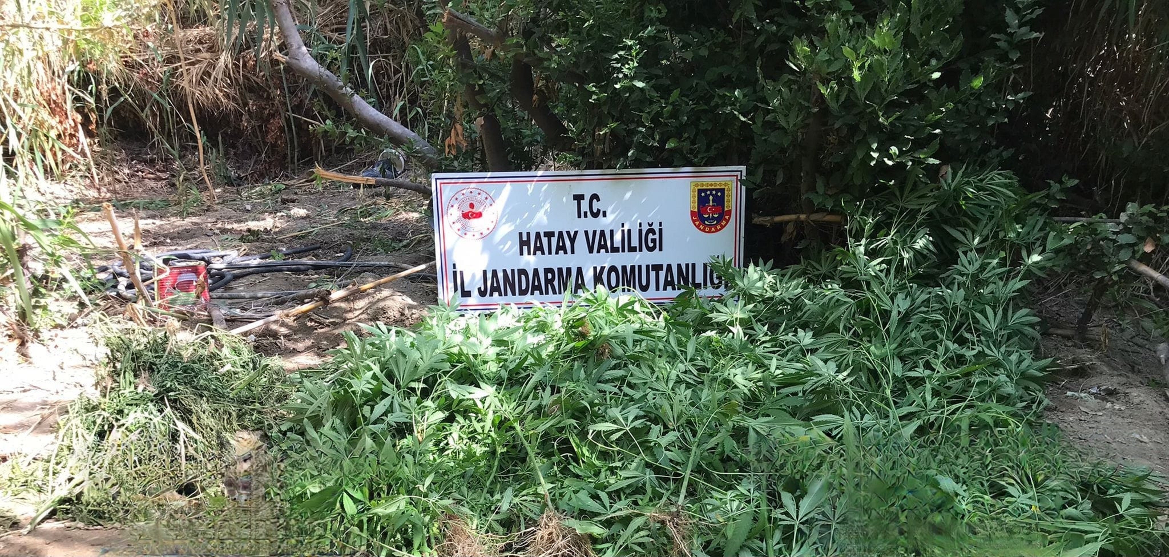 322 kök kenevir bitkisi ele geçirildi