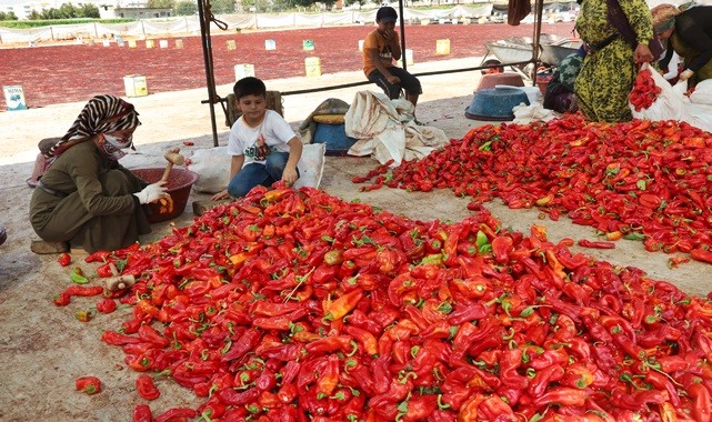 Şanlıurfa'da "isot reçeli" sezonu başladı!