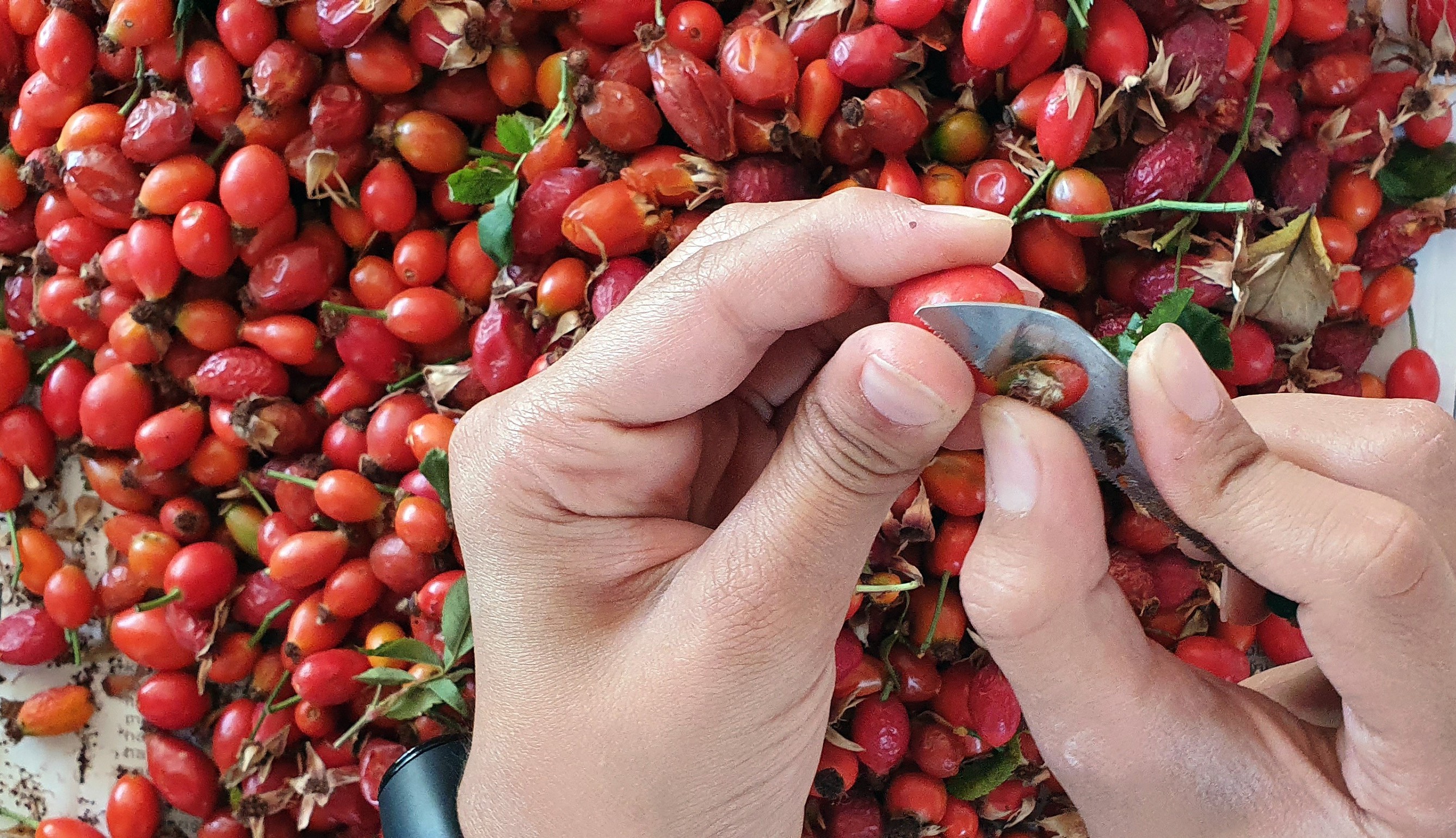 Kuşburnu marmelatının zorlu hikayesi