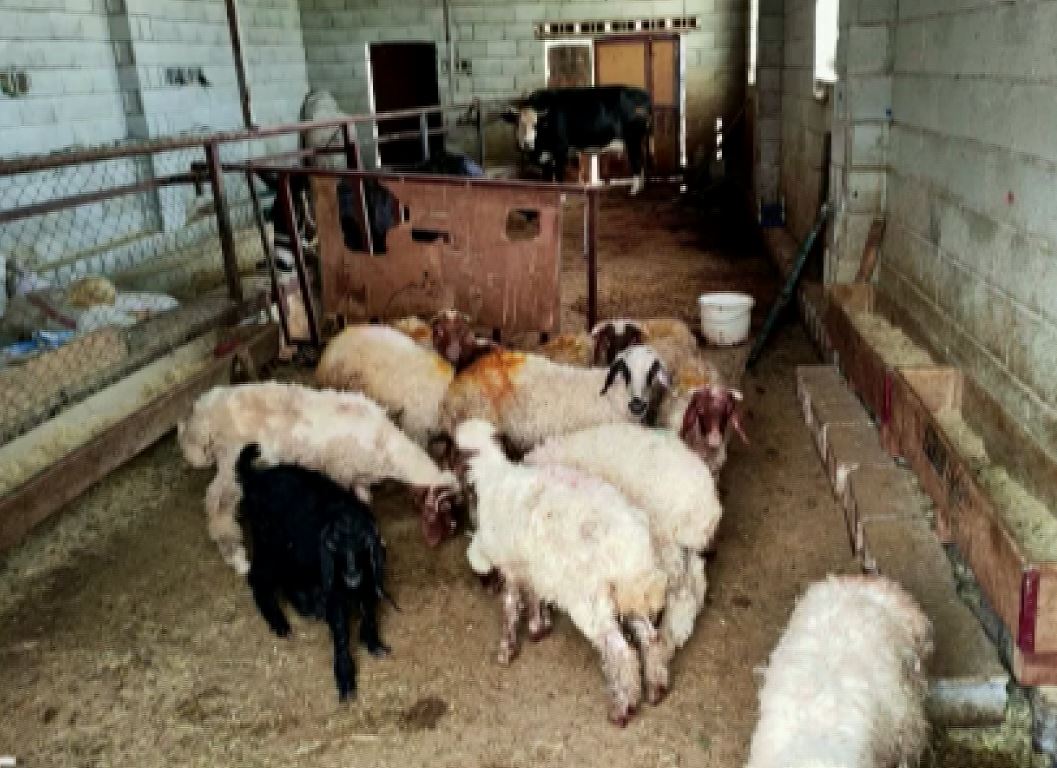 Jandarmadan dolandırıcılara dev operasyon