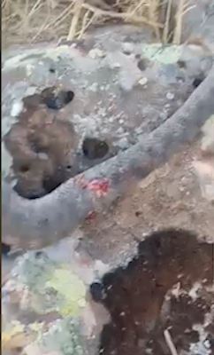 Şanlıurfa'da yılan ölüsüyle bile korkuttu!