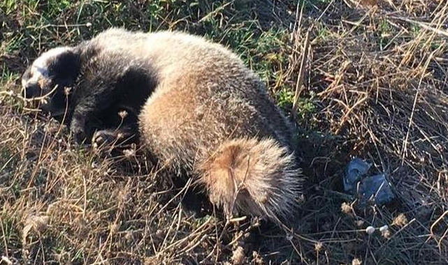 Belediye otobüsü ile otomobil çarpıştı :3 yaralı