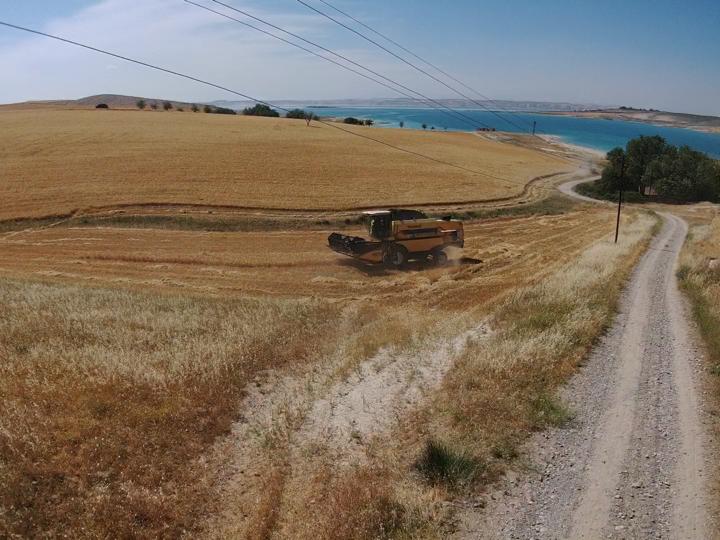 Vatandaşın meraya ektiği arpayı, kaymakamlık hasat etti