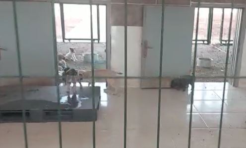 Modern hayvan barınağında hayvanlar ölüyor
