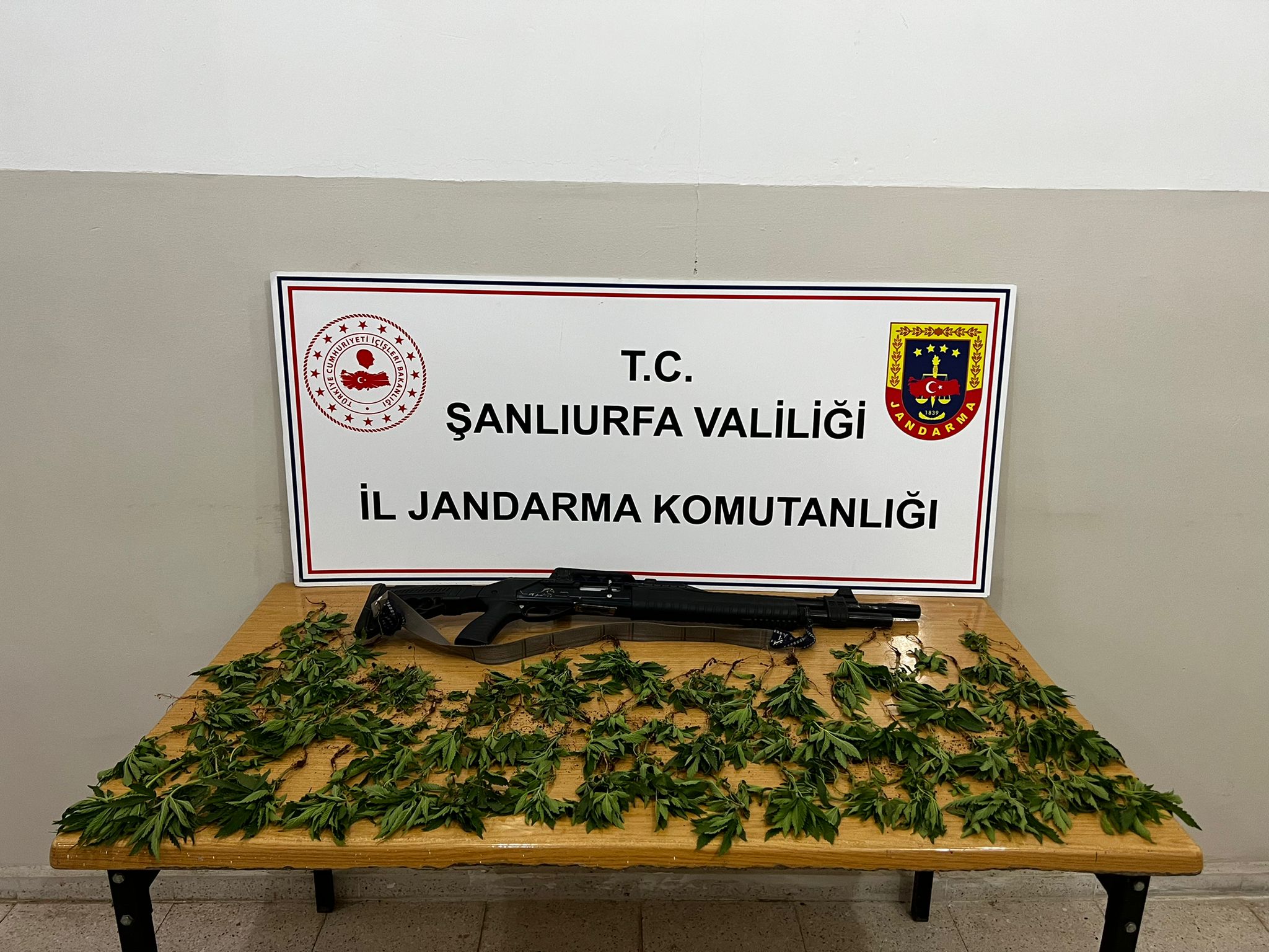 Şanlıurfa mısır tarlasında kenevir ele geçirildi! 1 gözaltı
