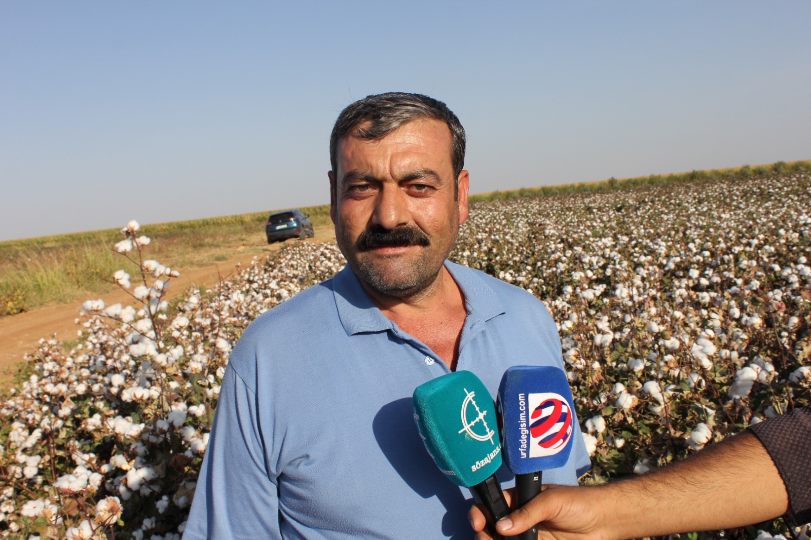 Pamuk üreticileri kan ağlıyor!