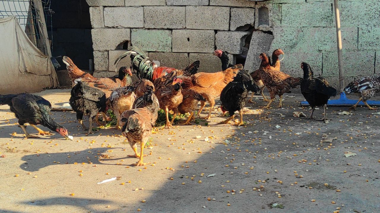 Güvercinlerini satarak aldığı tavuklarla yumurta üretimine başladı