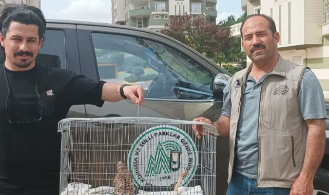 Şanlıurfa'da kerkenez yavrusu tedavi edildi