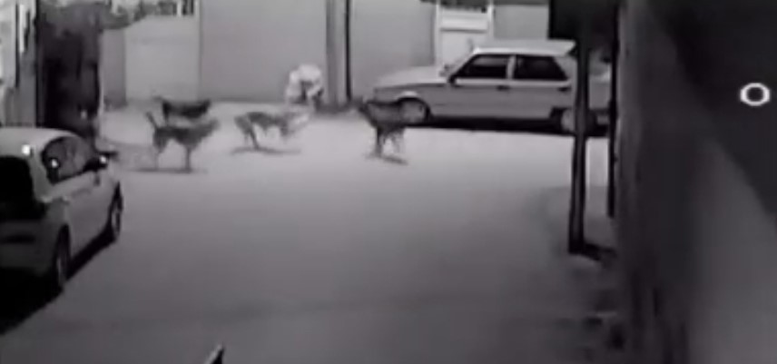 Sokak köpeklerinin kediyi parçaladığı an kamerada