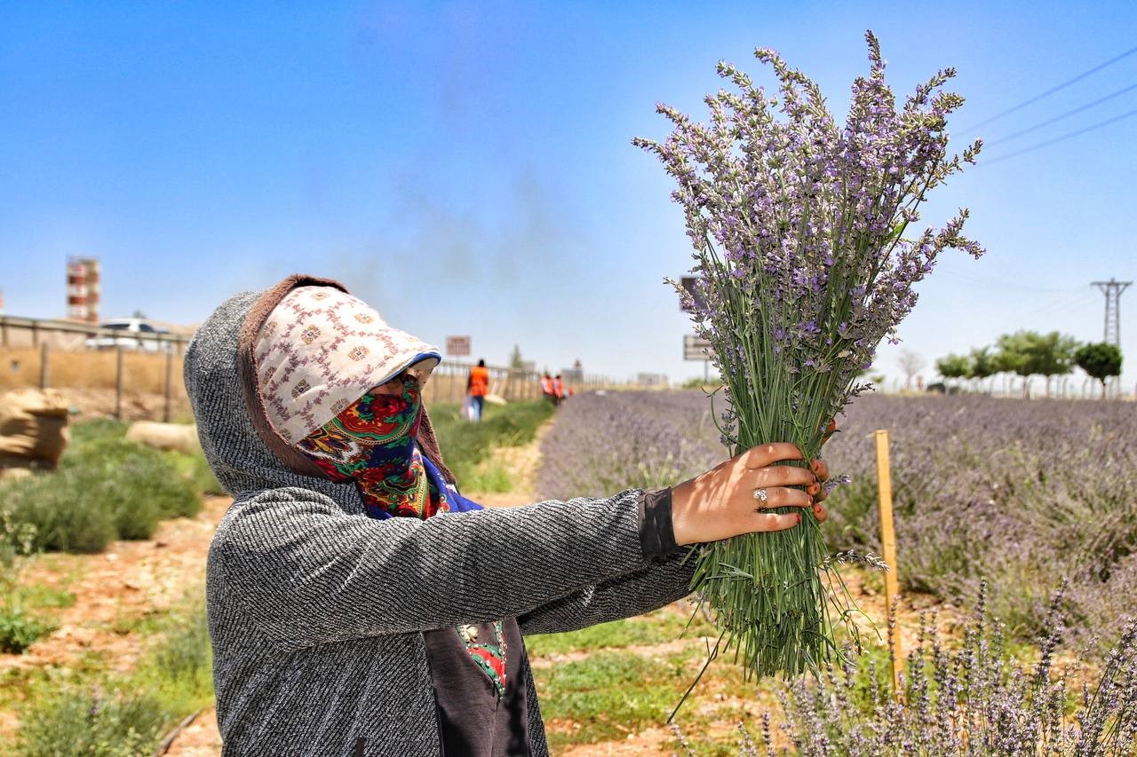 Şanlıurfa'da mor hasat başladı