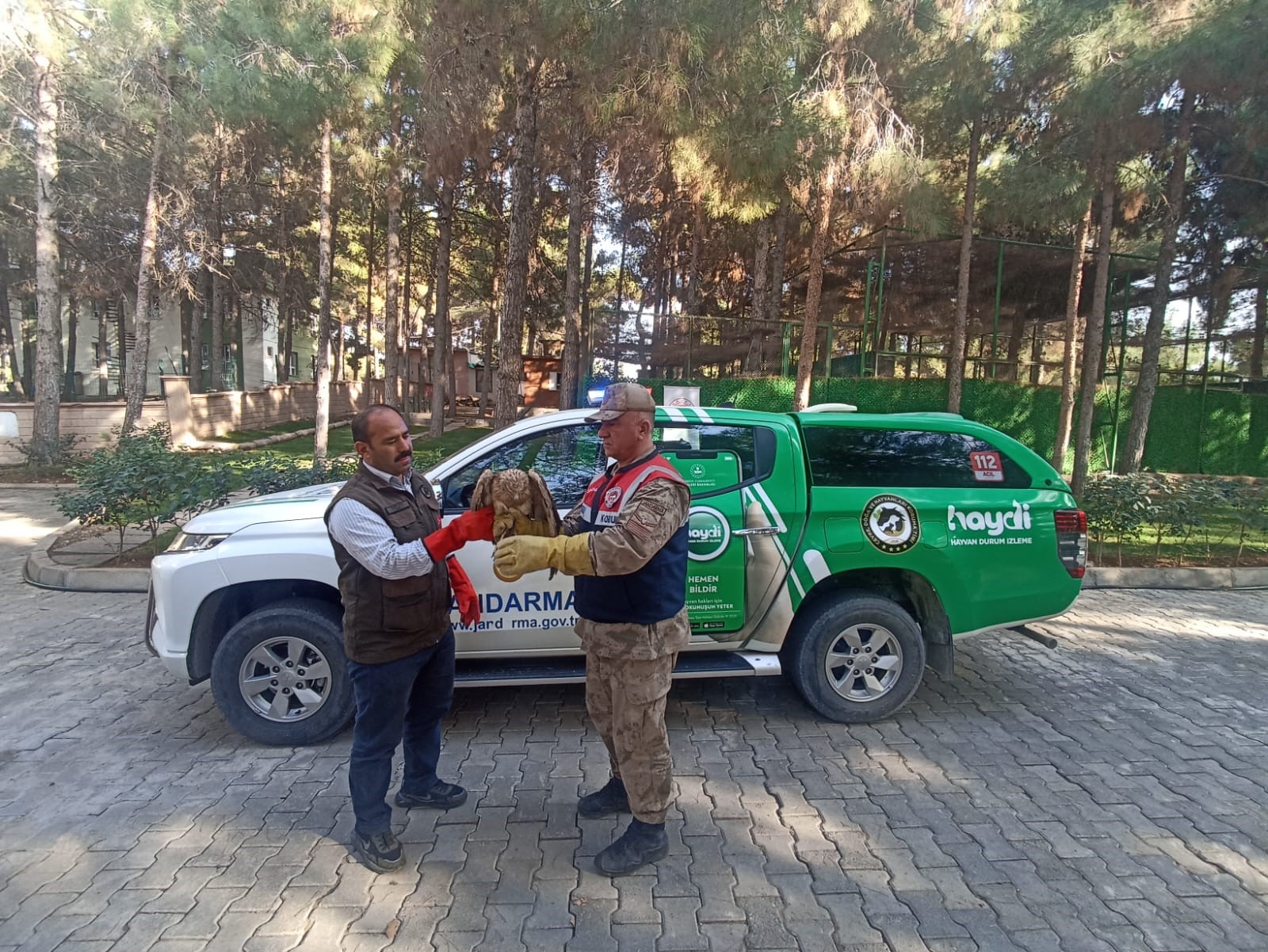 Şanlıurfa'da yaralı Kızıl Şahin tedavi altına alındı