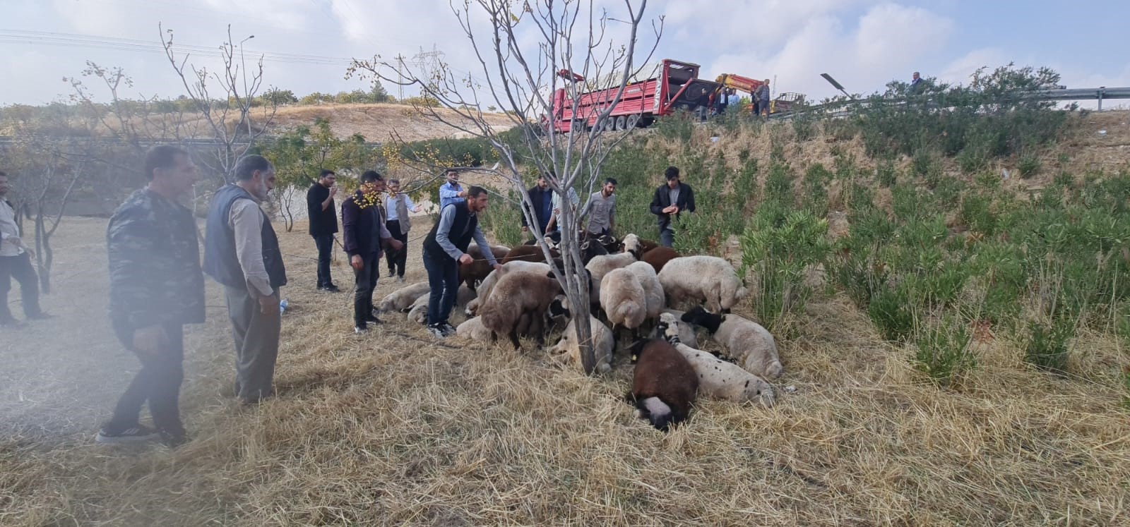 Şanlıurfa’da koyun yüklü tır devrildi: 80 koyun telef oldu