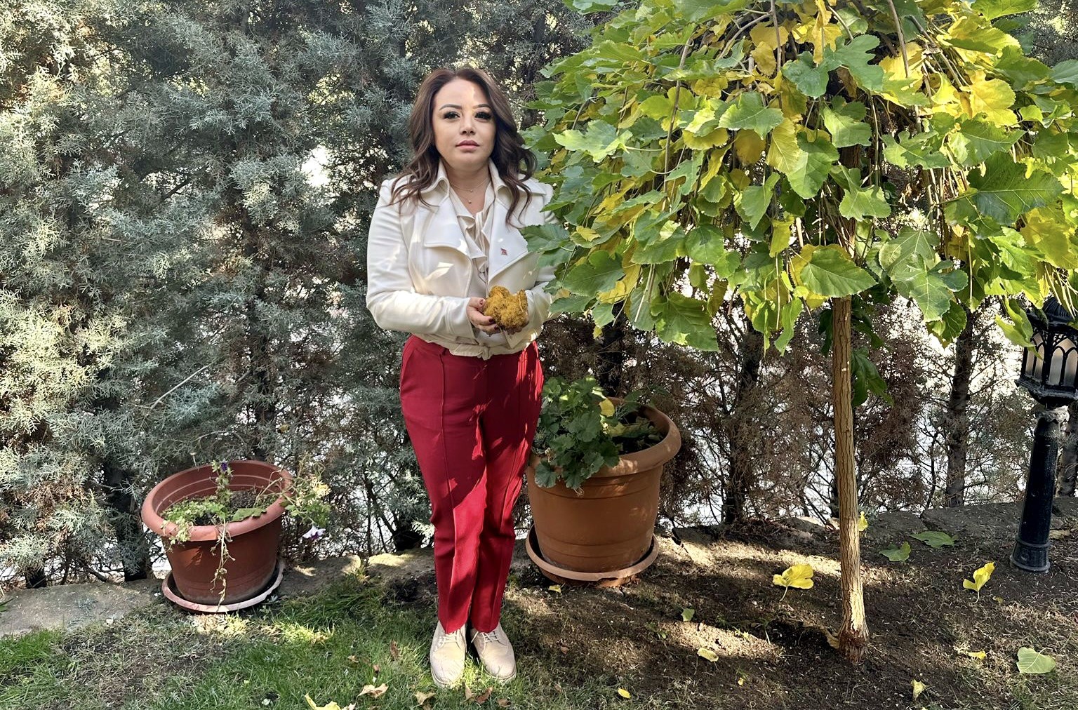 Urfalıların şifa kaynağı: Meyan kökü