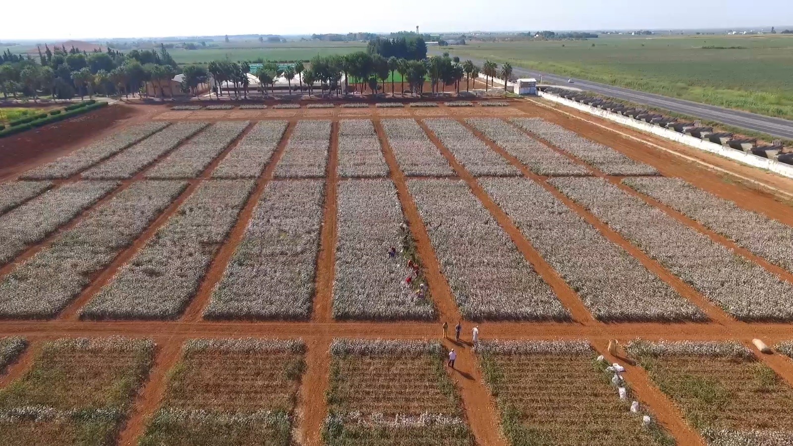 Şanlıurfa'da sıcağa dayanıklı yerli ve milli pamuk geliştiriliyor