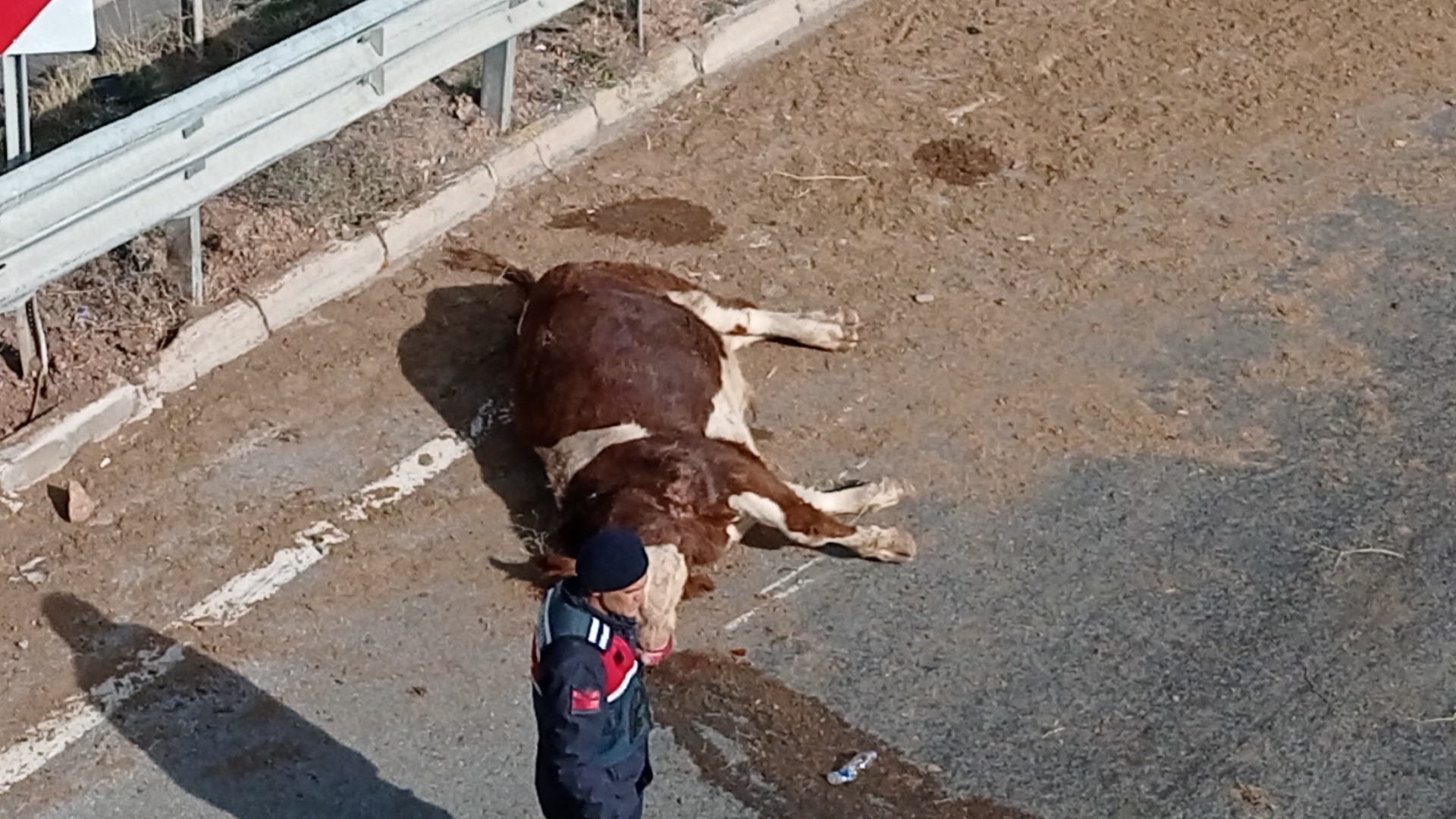 Büyükbaş hayvanları taşıyan kamyonet devrildi, sürücü yaralanırken, 1 hayvan telef oldu