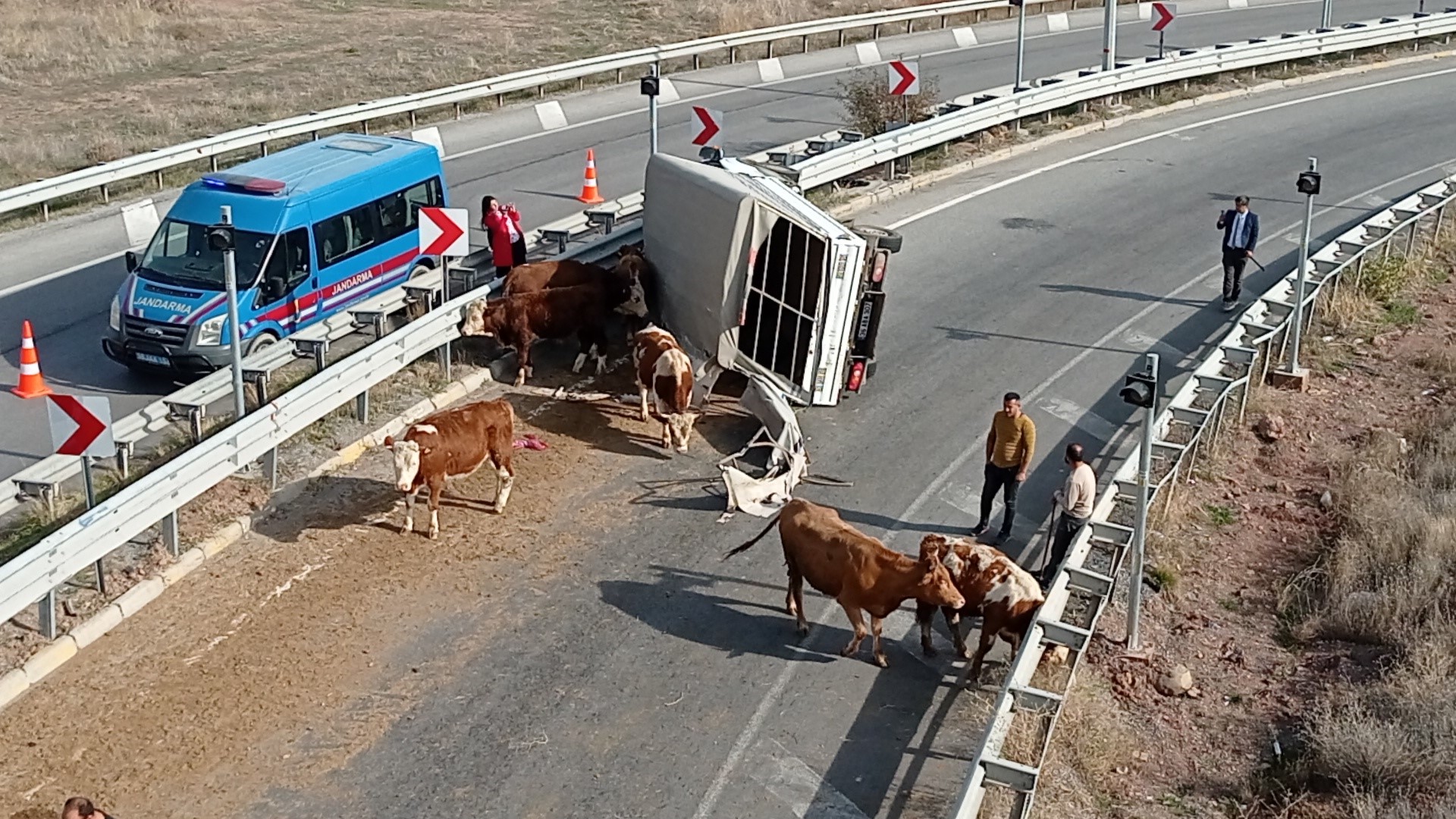 Büyükbaş hayvanları taşıyan kamyonet devrildi, sürücü yaralanırken, 1 hayvan telef oldu
