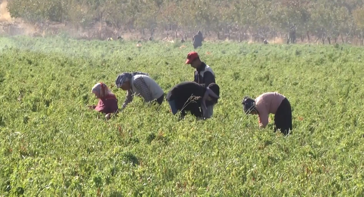 Şanlıurfa’da ilk kez ekilen ürün çiftçinin yüzünü güldürdü