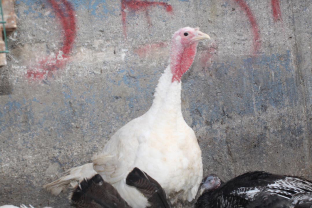 Yılbaşı sofralarını süsleyen hindilerde fiyatlar ikiye katlandı