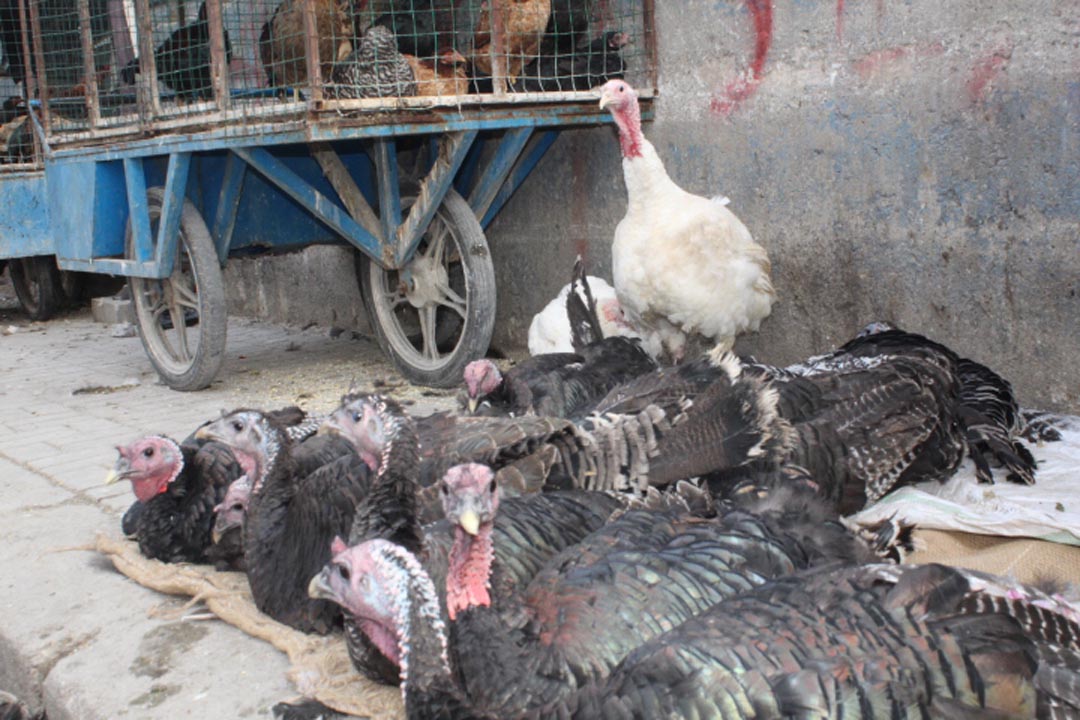 Yılbaşı sofralarını süsleyen hindilerde fiyatlar ikiye katlandı