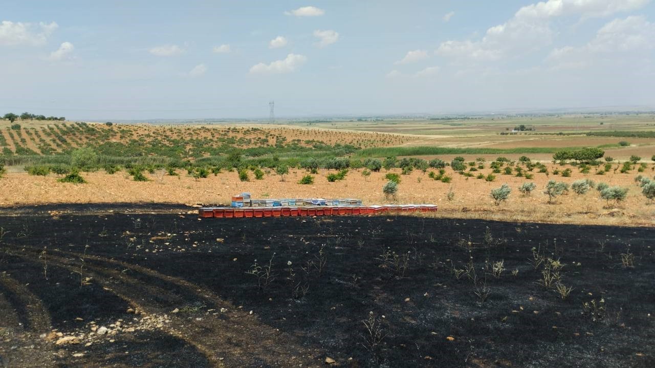 Suruç'ta arıcı çaresizce yanan kovanlarını izledi