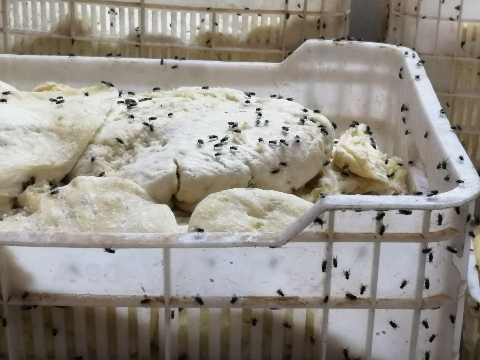 Siverek'te sinekler çiğ süt işletmesinde resmen dans ediyor! Ekipler harekete geçti