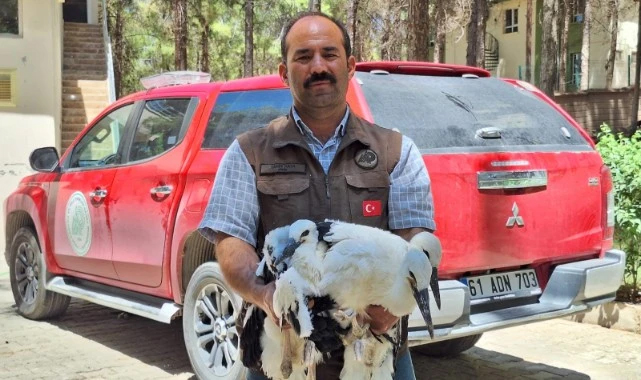 Şanlıurfa'da bitkin halde leylek yavruları bulundu