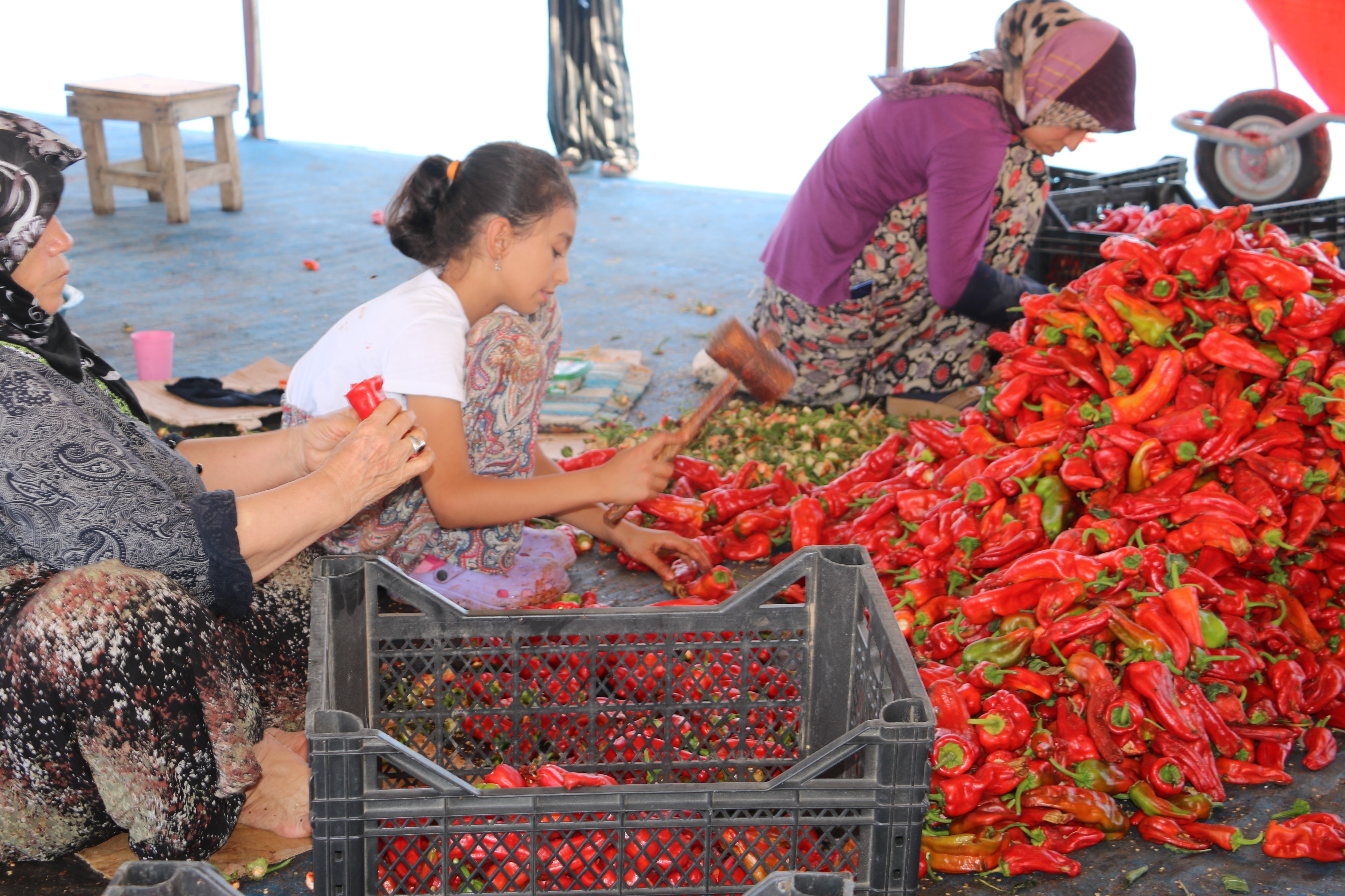 Tarım kenti Şanlıurfa'da 'acı' mesai başladı