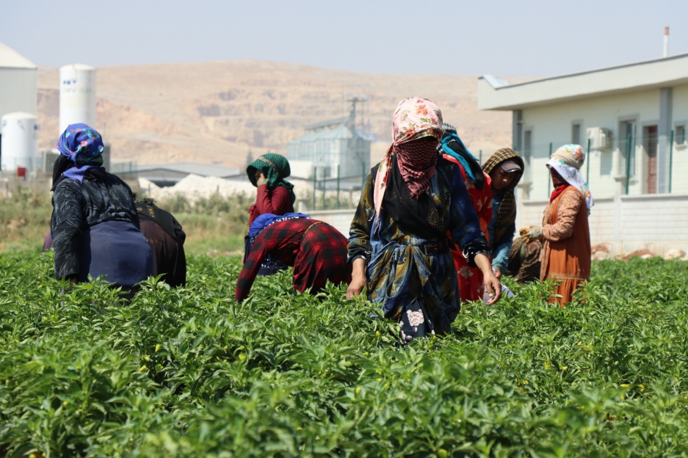 Urfa'da tarladan sofraya acının serüveni