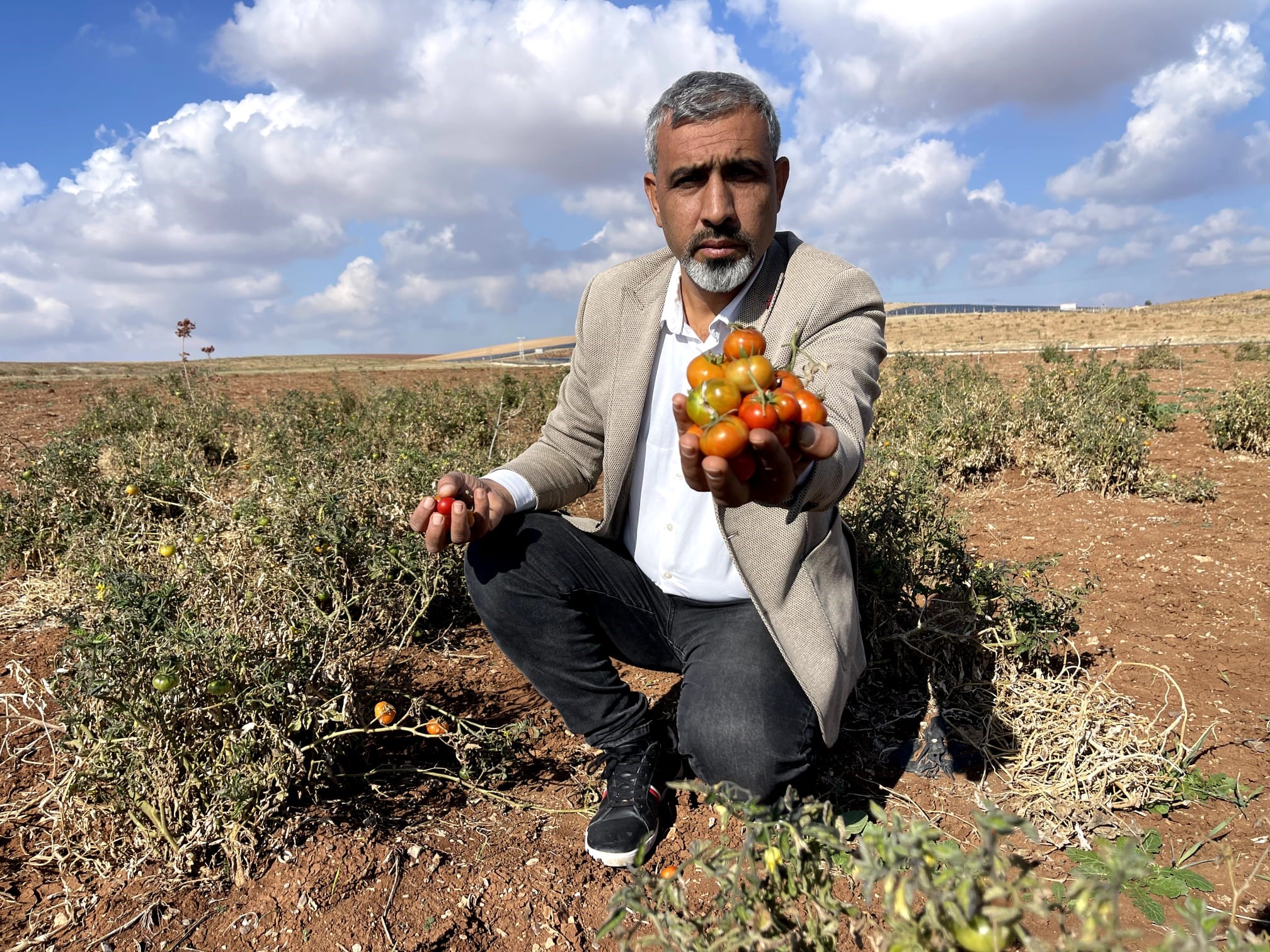 Şanlıurfa'da bu domates koruma altına alınıyor