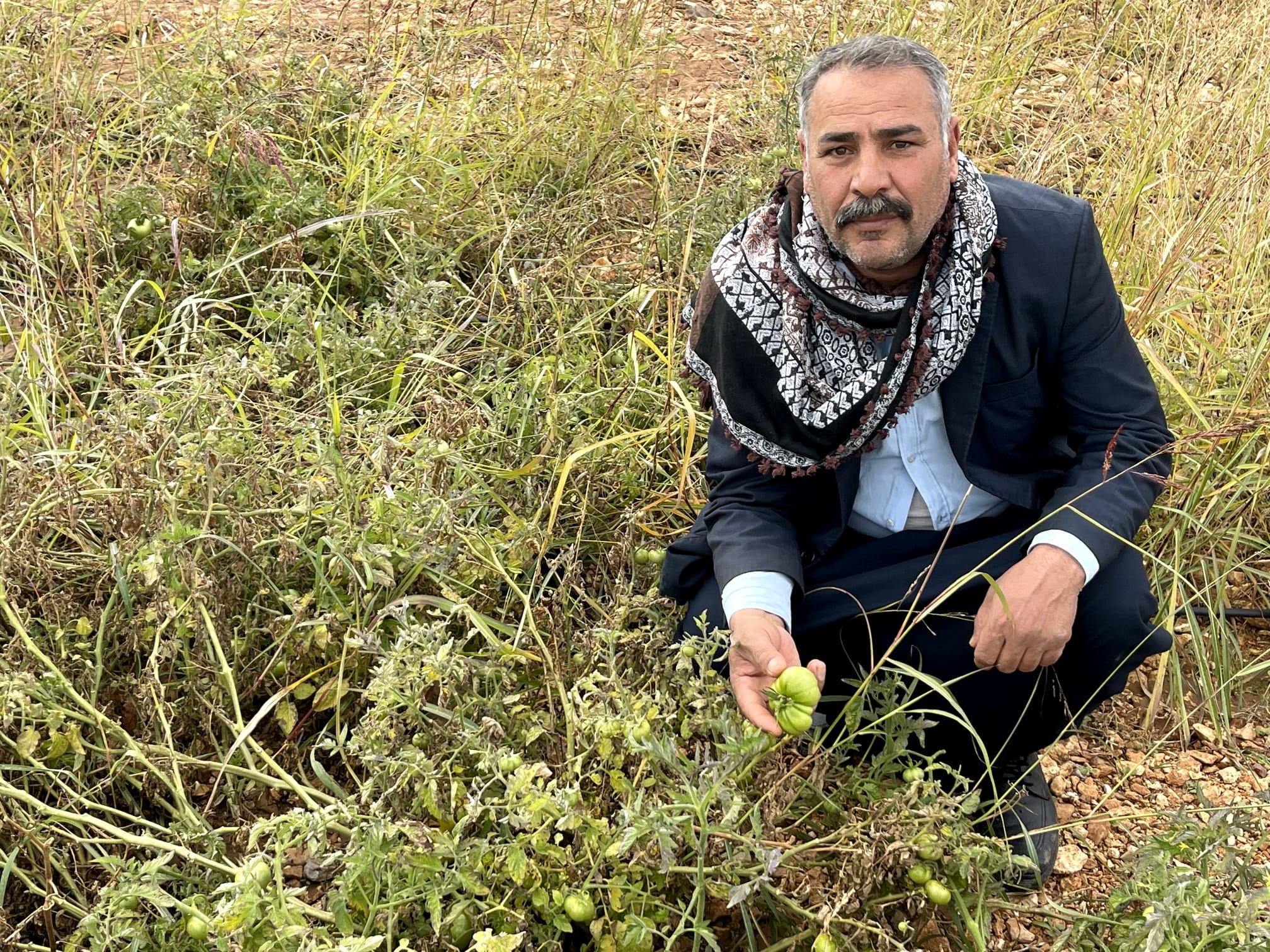 Şanlıurfa'da bu domates koruma altına alınıyor
