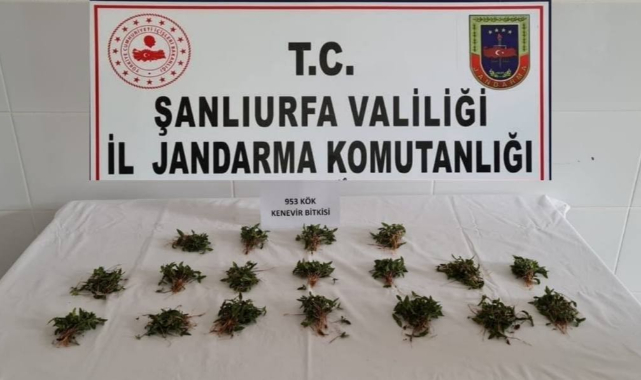 Şanlıurfa'da arpa tarlasında hint keneviri ele geçirildi