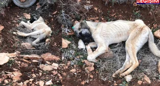 Şanlıurfa Belediyelerine yakışmayan hareketler