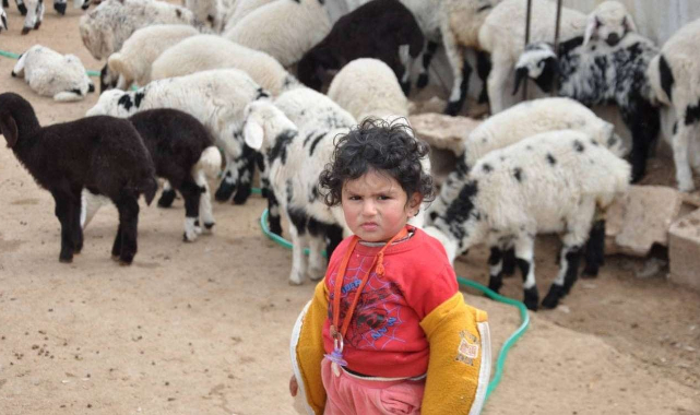 Şanlıurfa'da göçerlerin göç hazırlığı başladı  