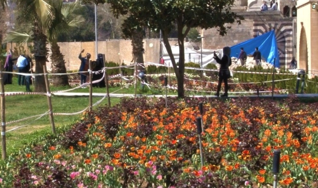 Şanlıurfa’da laleleri koparan kadın yakalandı