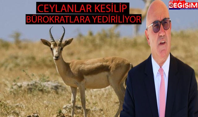 Ceylanları kesip Bürokratlara yediriyorlar