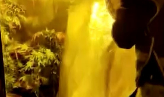 Evi uyuşturucu tarlasına dönüştürdüler