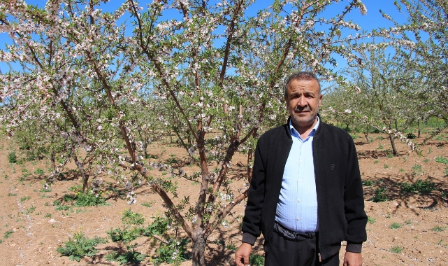Hilva'da çiftçinin yüzü badem geliriyle güldü!
