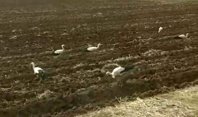 Leyleklerden Şanlıurfa'da göç molası