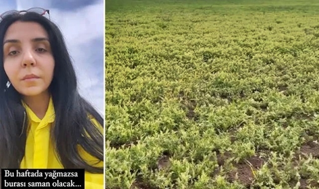 Mercimek tarlaları sararmaya başladı