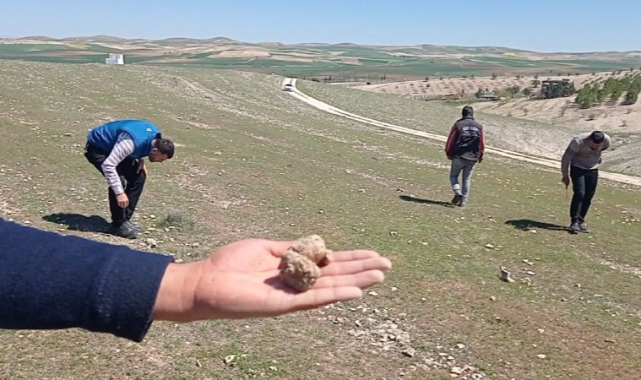 Şanlıurfa’da keme mantarı sezonu başladı