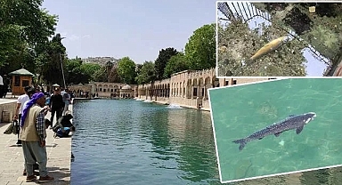 Balık ölümleri durdu mu? Açıklama geldi