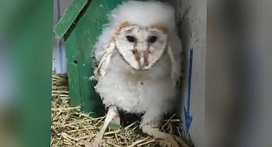 Peçeli baykuş tedavi altına alındı