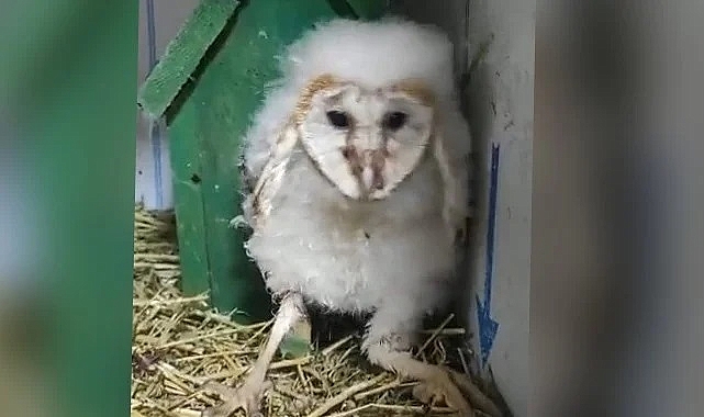 Peçeli baykuş tedavi altına alındı