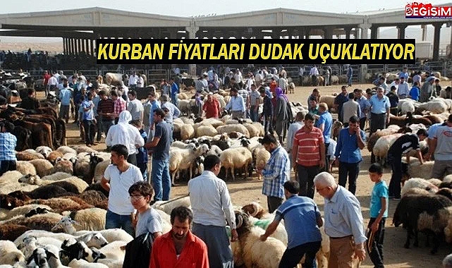 Şanlıurfa'da kurbanlık fiyatları belli oldu!