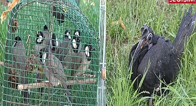 Şanlıurfa'ya 14 tane yaralı kuş getirildi!