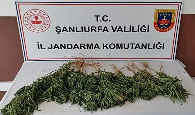 Suruç'ta uyuşturucuya bir darbe daha!